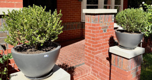 Potted Buxus