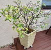 Potted Shrub