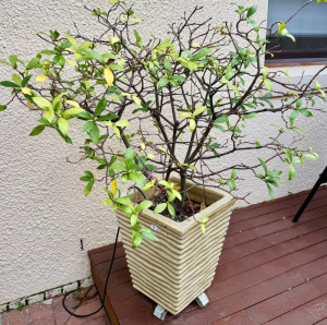 Potted Shrub