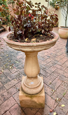 Bird Bath