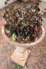 Bird Bath - 2