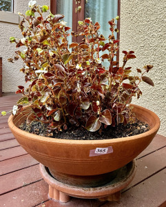 Potted Plant