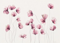 Lucinda Leveille - 2