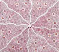 Nancy Martin Napangarti 152 x 134cm - 2