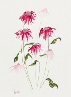 Lucinda Leveille - 2